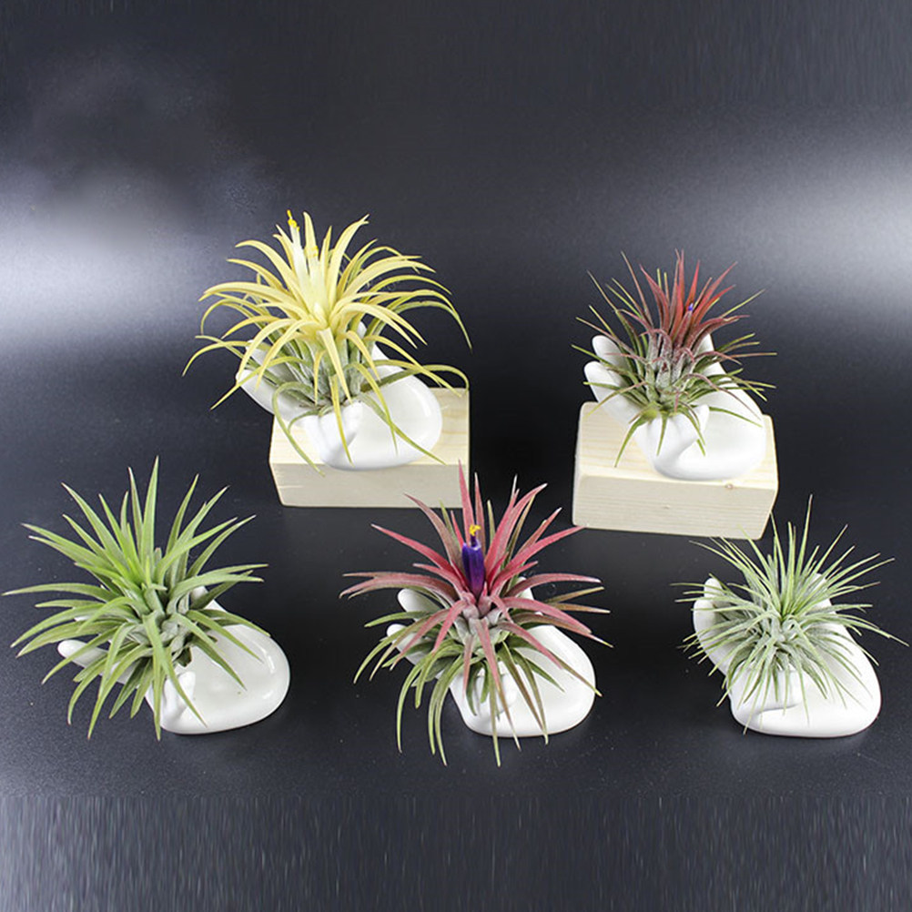Air Plant Tillandsia - 8 Buah Alas Ocarina Keramik, Tempat