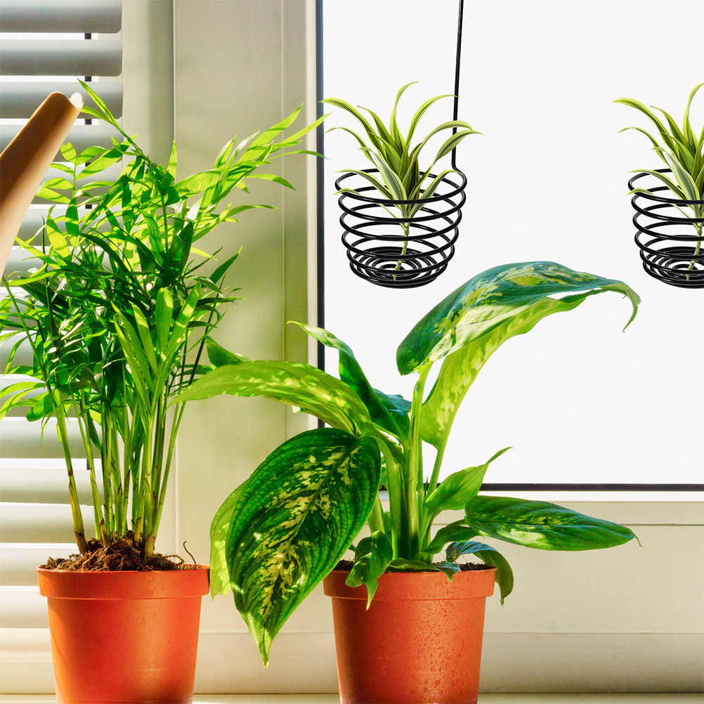 3 buah Gantungan Tanaman Udara - Air Plant Tillandsia ulasan dan harga