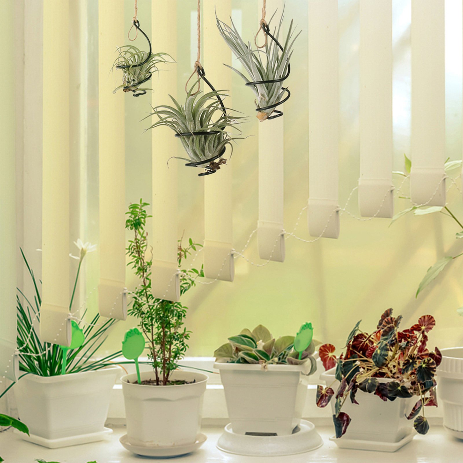 30 buah Penyangga Tanaman Udar - Air Plant Tillandsia ulasan dan harga