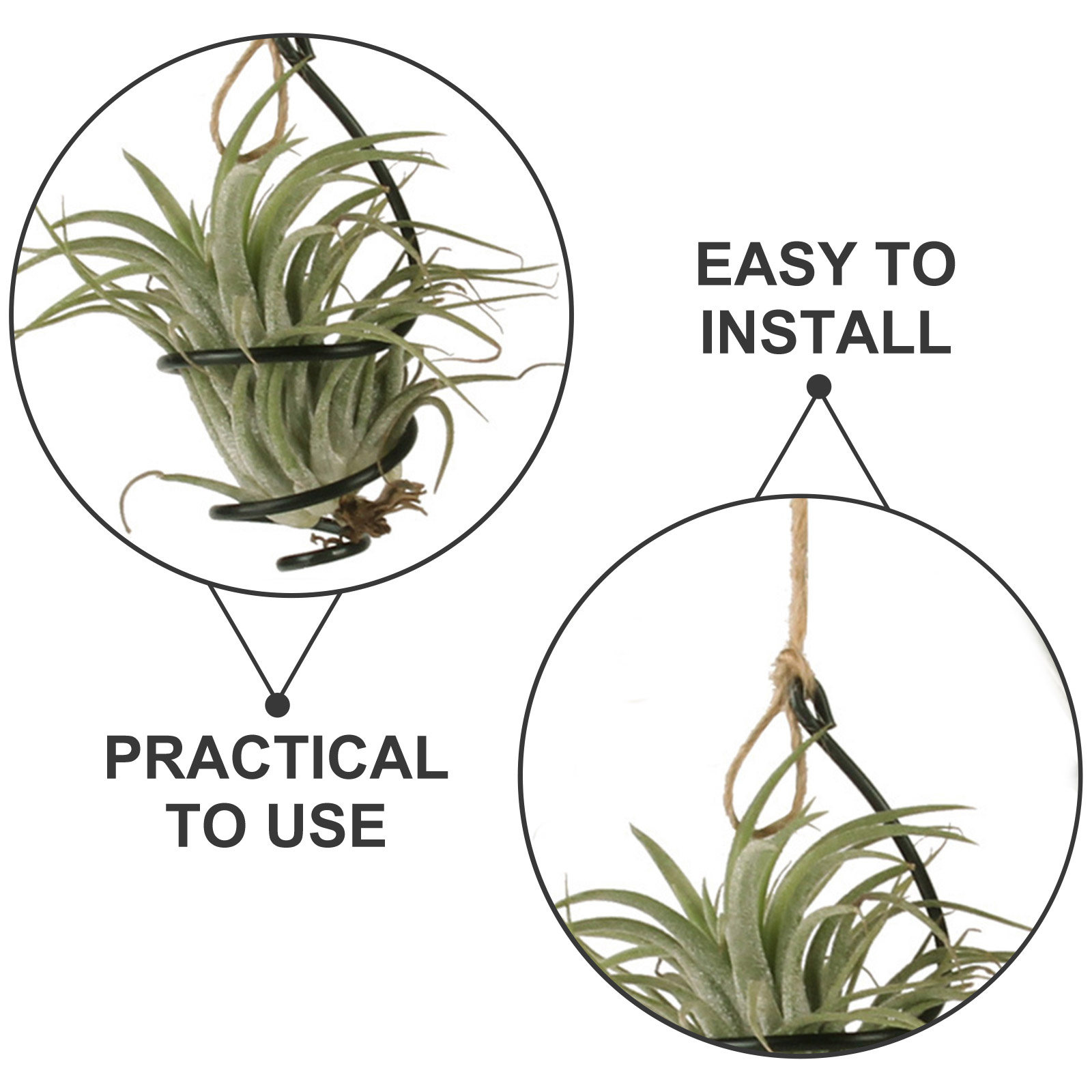 30 buah Penyangga Tanaman Udar - Air Plant Tillandsia ulasan dan harga