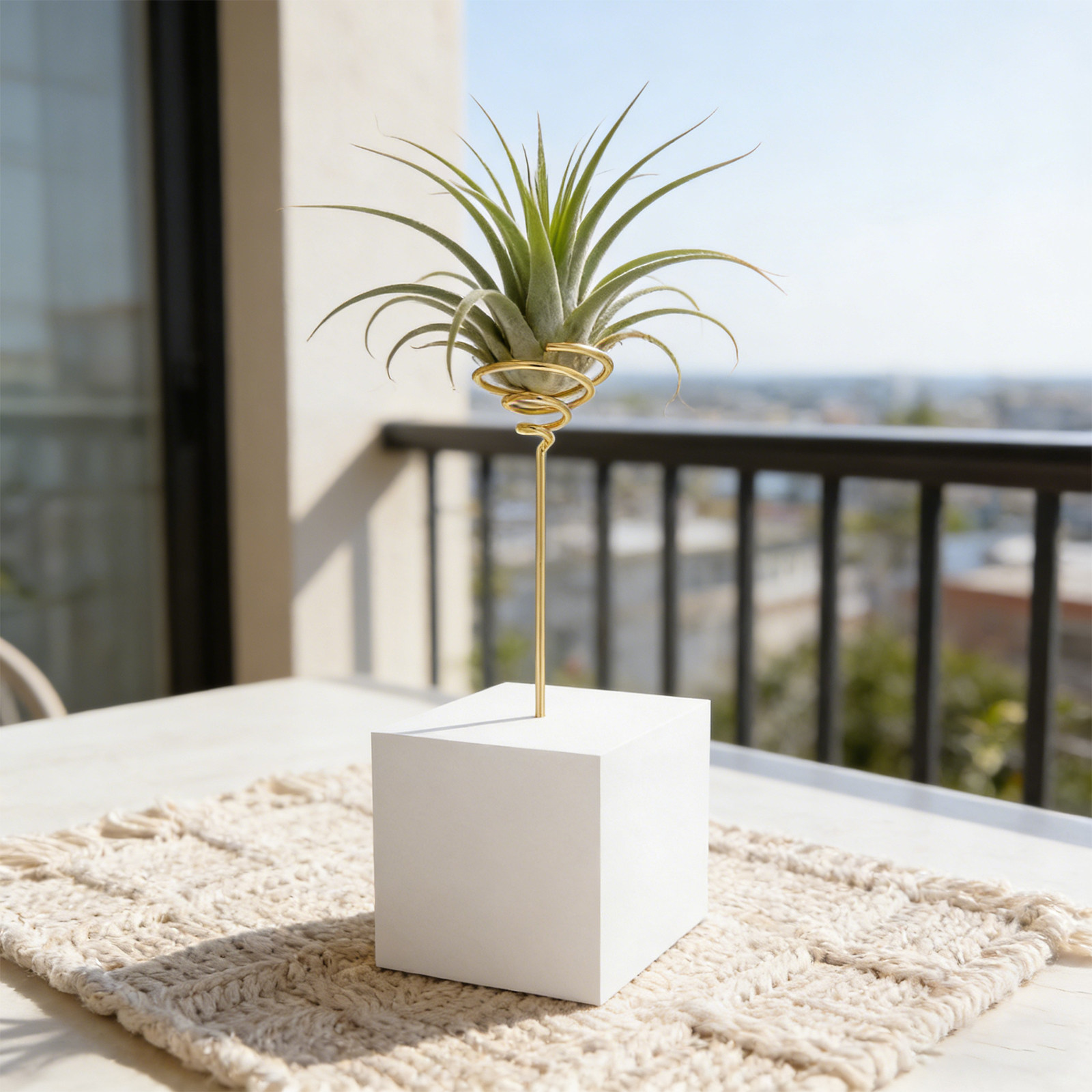 6 Buah Rak Tanaman Udara Berbe - Air Plant Tillandsia ulasan dan harga