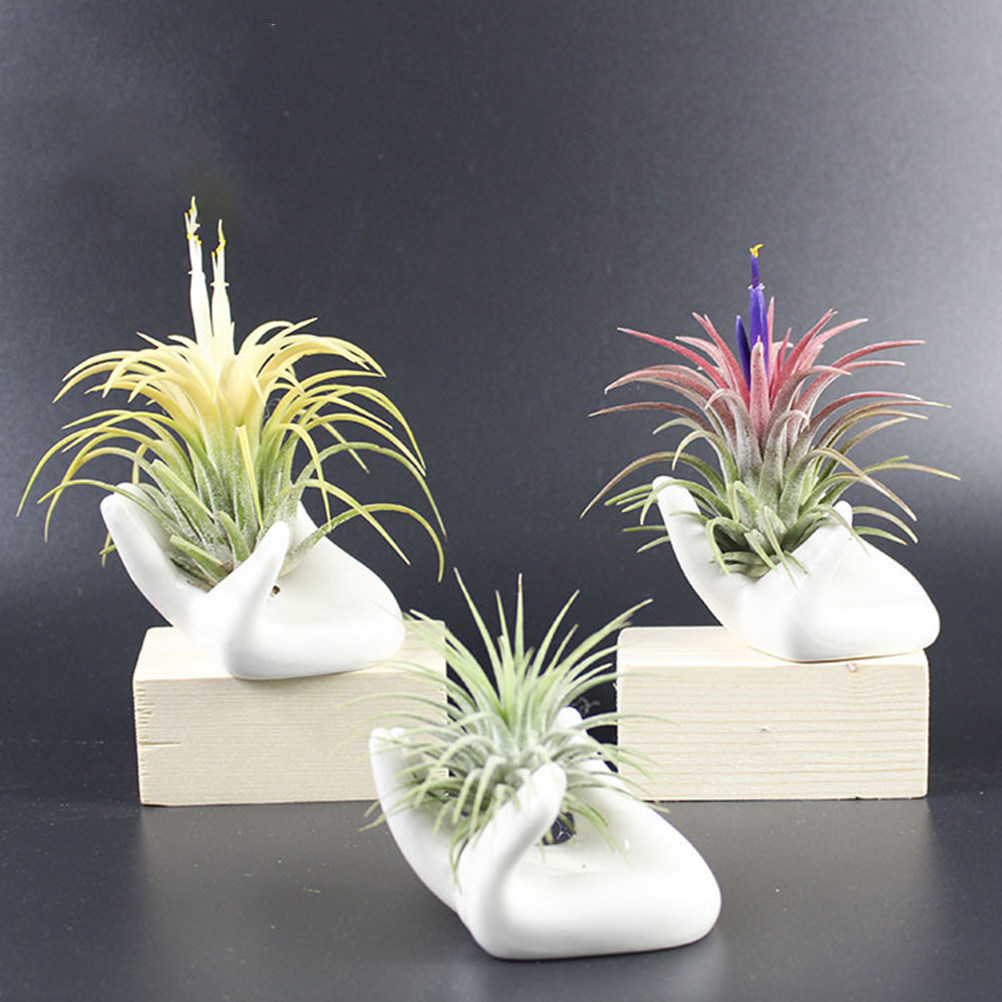 8 Buah Alas Ocarina Keramik, T - Air Plant Tillandsia ulasan dan harga