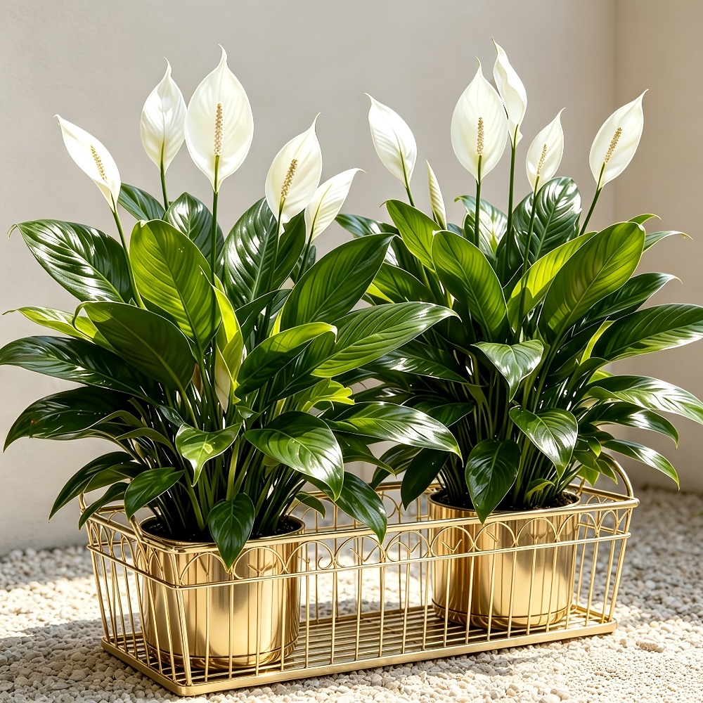 2 Buah Tanaman Bunga Artifisia - Peace Lily White ulasan dan harga