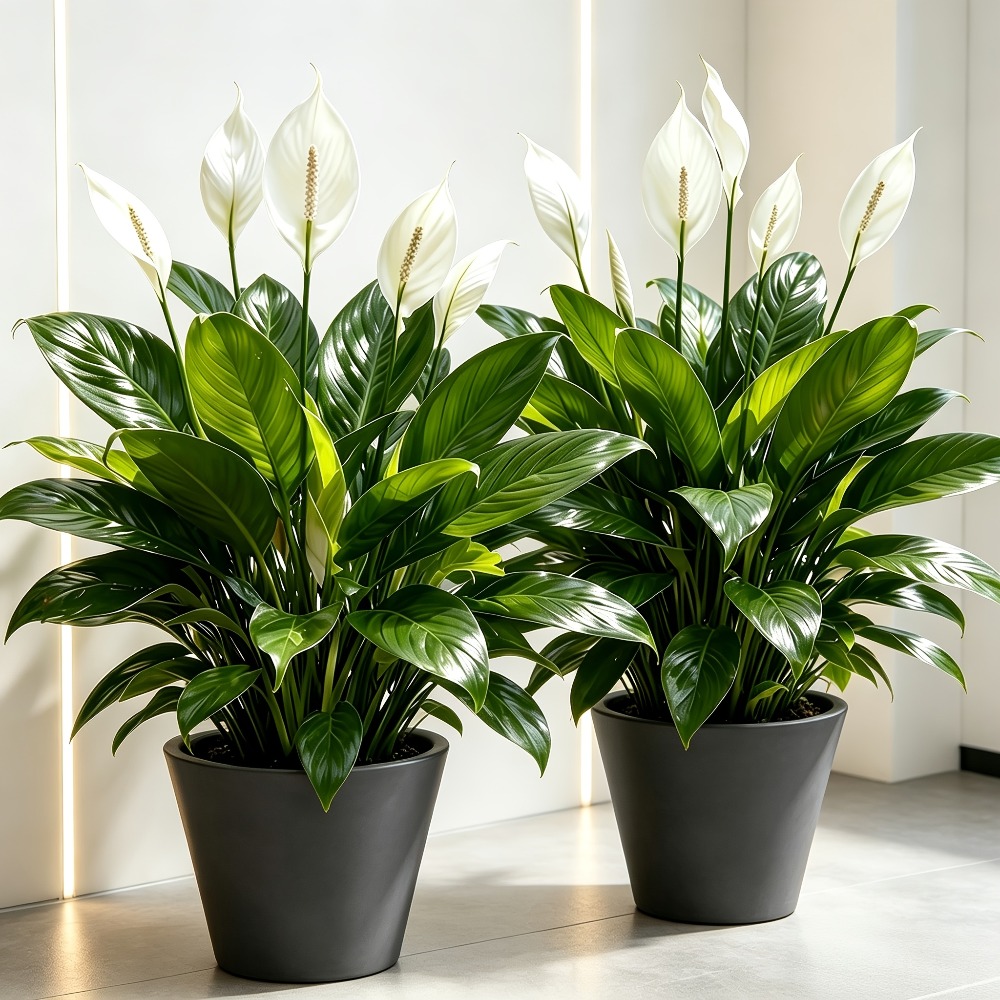 2 Buah Tanaman Bunga Artifisia - Peace Lily White ulasan dan harga