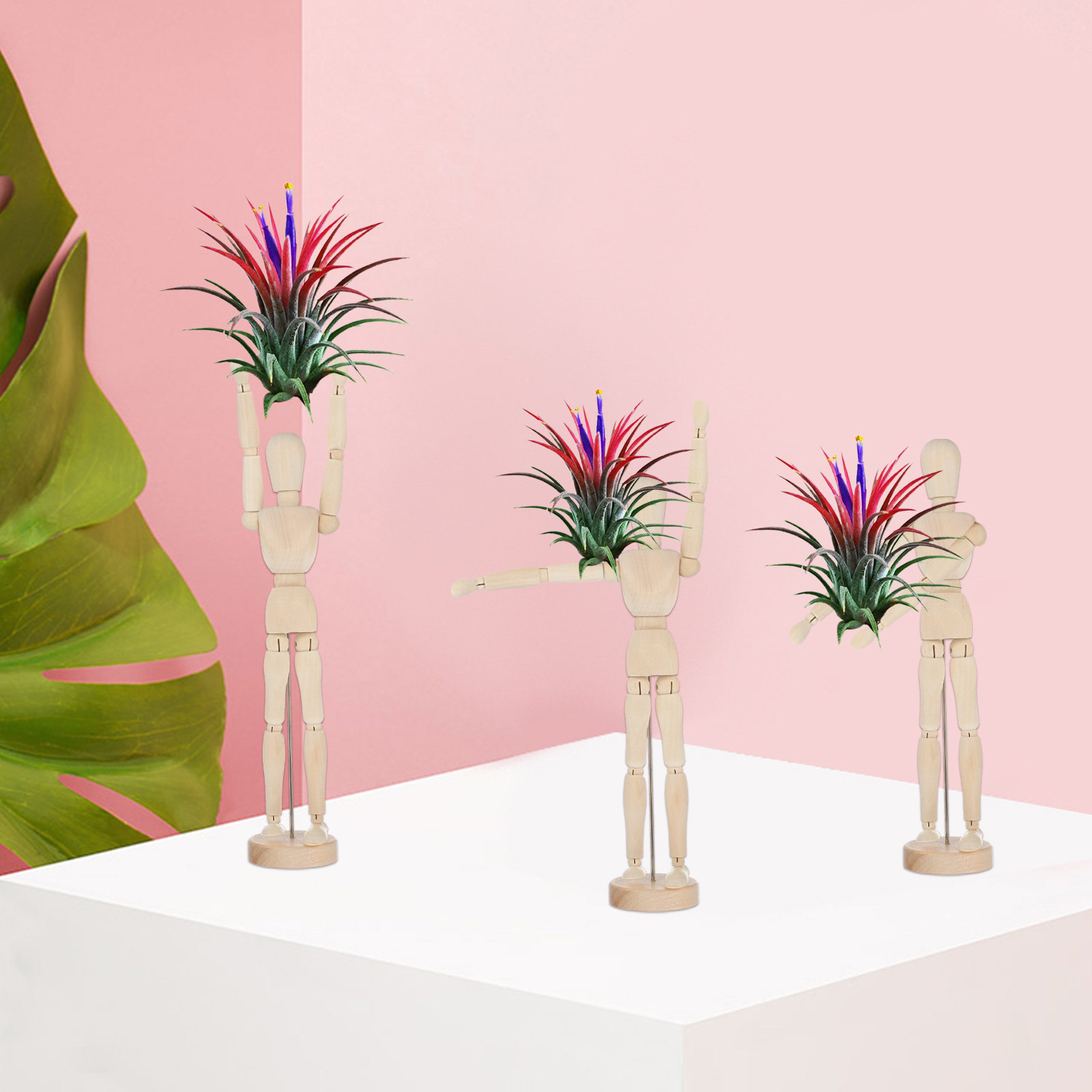 Rak Tanaman Udara dari Kayu, M - Air Plant Tillandsia ulasan dan harga